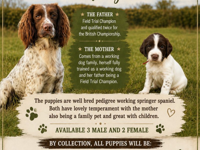 English Springer Spaniel puppies