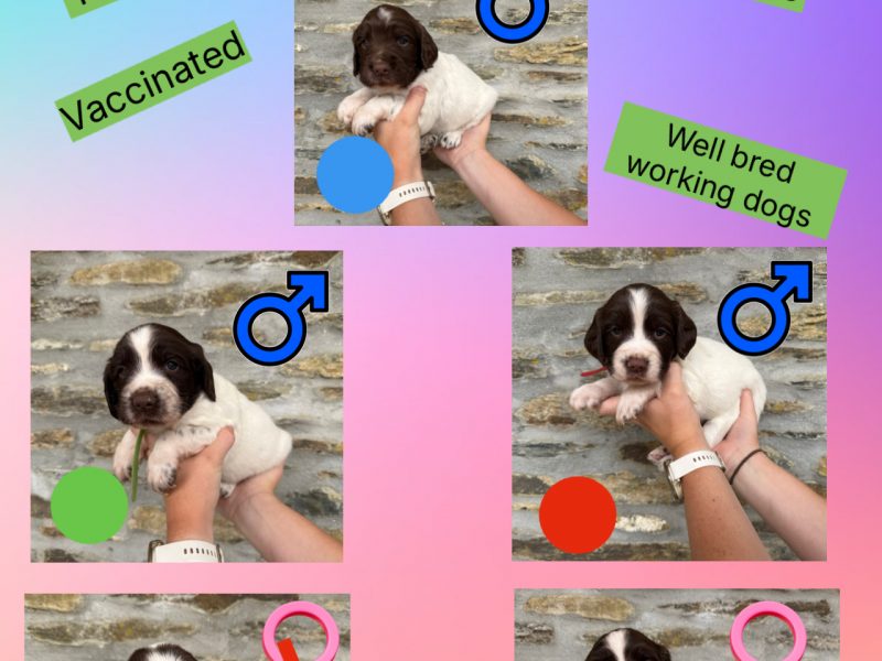 English Springer Spaniel puppies