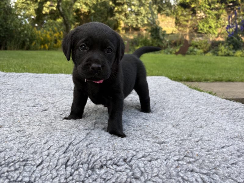 Black Labrador Puppies