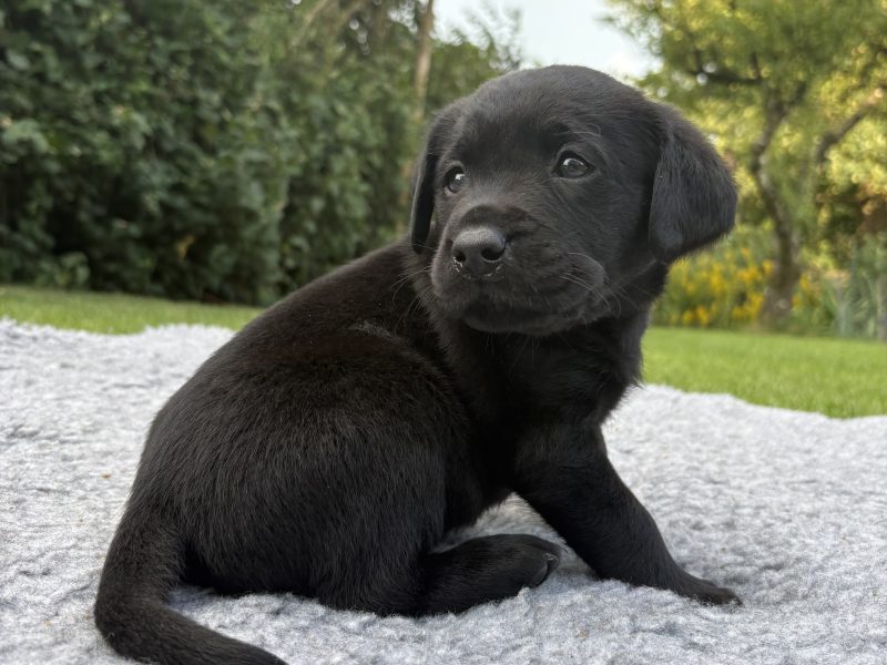 Black Labrador Puppies
