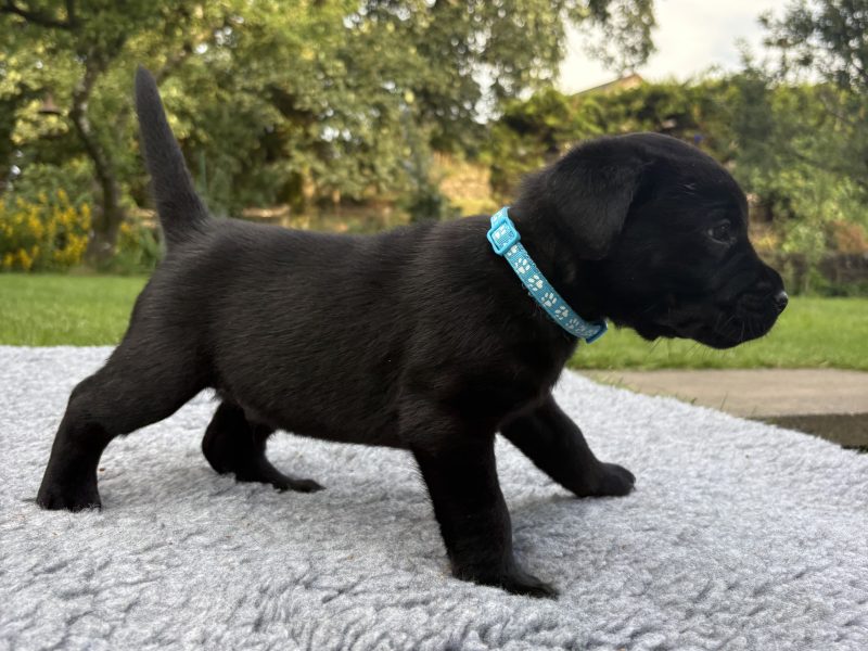 Black Labrador Puppies
