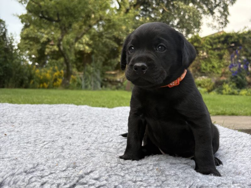 Black Labrador Puppies