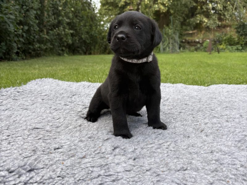 Black Labrador Puppies