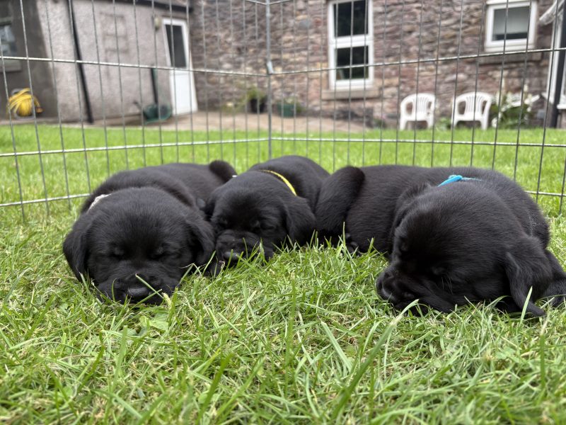 Black Labrador Puppies
