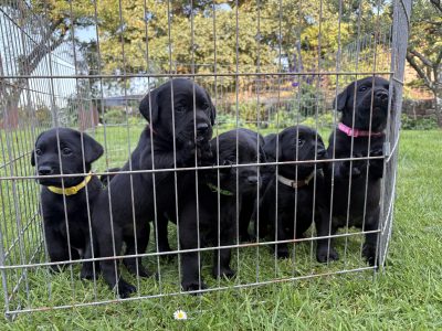 Black Labrador Puppies