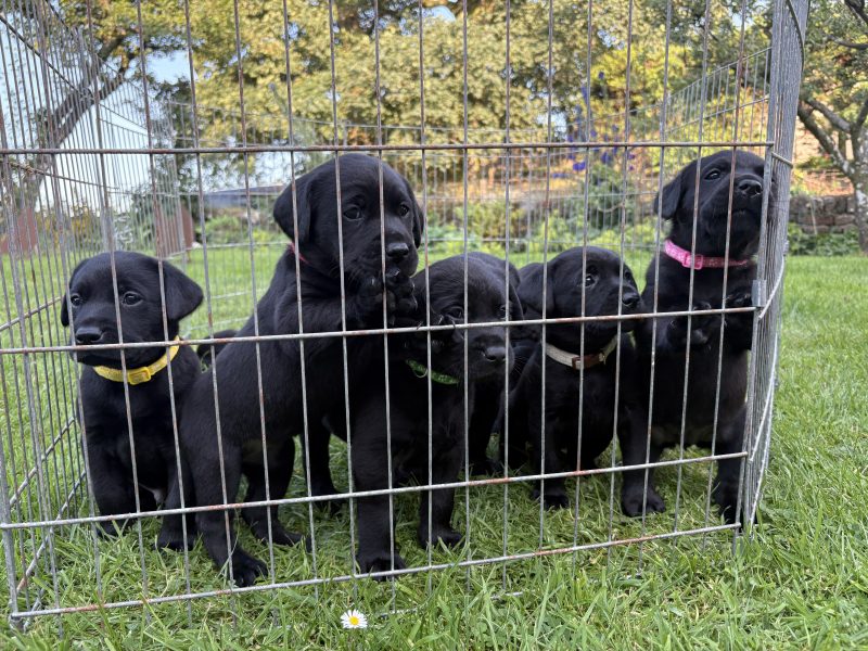 Black Labrador Puppies