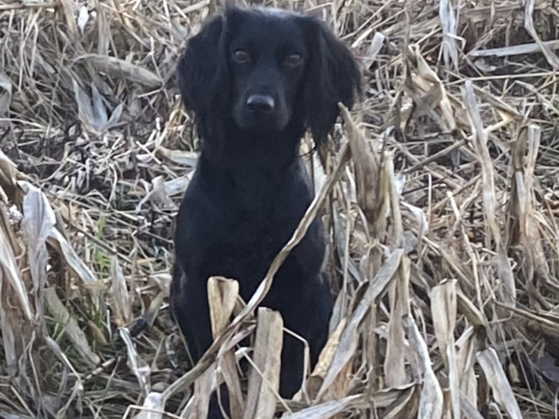 Outstanding Working Cocker Spaniel Puppies – Confident, Clever & Full of Character