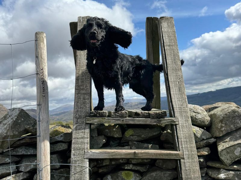 Outstanding Working Cocker Spaniel Puppies – Confident, Clever & Full of Character