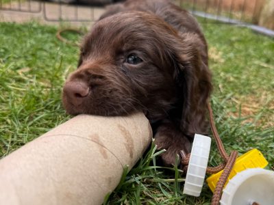Outstanding Working Cocker Spaniel Puppies – Confident, Clever & Full of Character