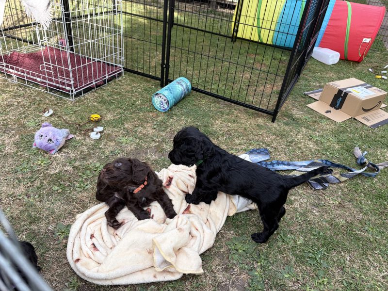 Outstanding Working Cocker Spaniel Puppies – Confident, Clever & Full of Character