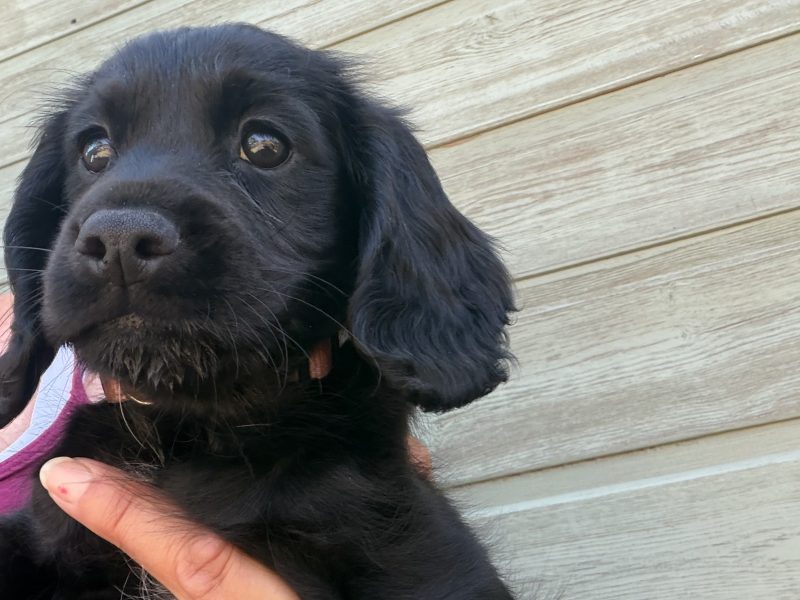 Outstanding Working Cocker Spaniel Puppies – Confident, Clever & Full of Character