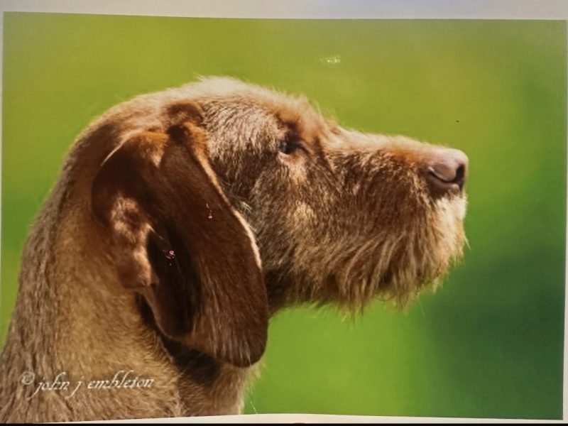 Stunning wire-hair vizsla x labrador puppy for sale