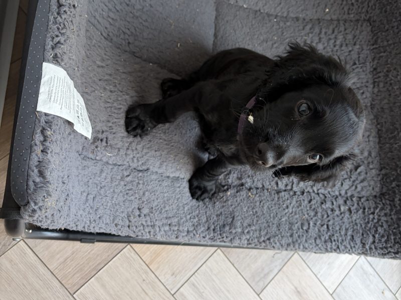 Outstanding Working Cocker Spaniel Puppies – Confident, Clever & Full of Character
