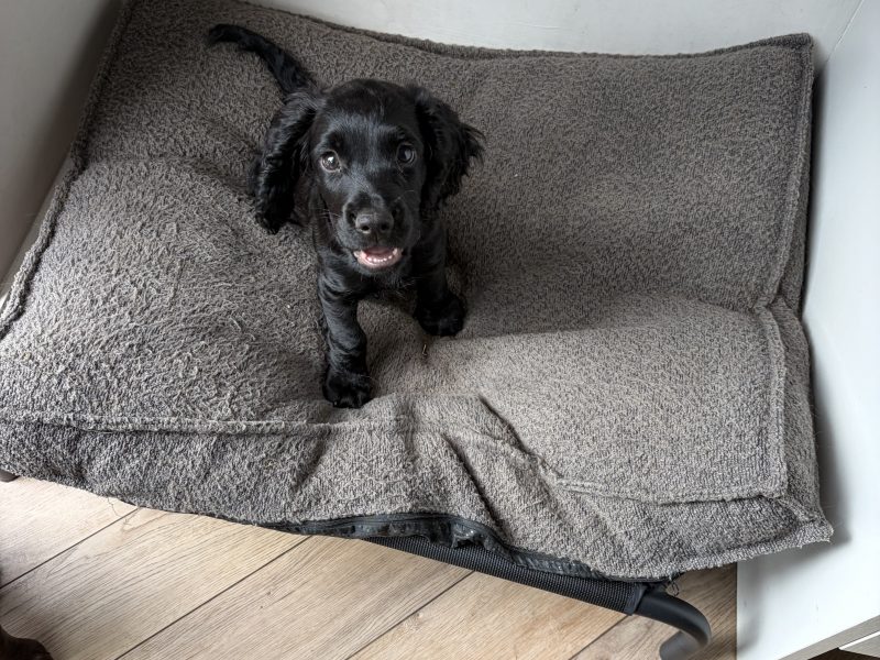 Outstanding Working Cocker Spaniel Puppies – Confident, Clever & Full of Character