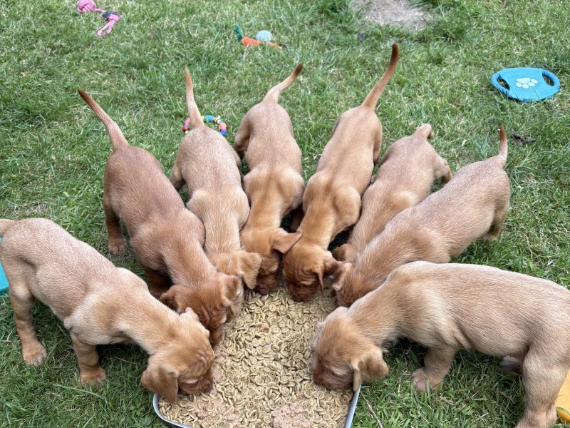 Stunning wire-hair vizsla x labrador puppy for sale