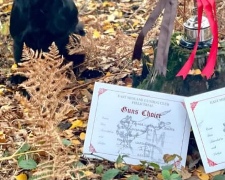 Beautiful registered cocker spaniels