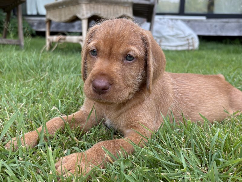 Stunning wire-hair vizsla x labrador puppy for sale