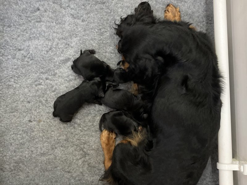 Beautiful registered cocker spaniels