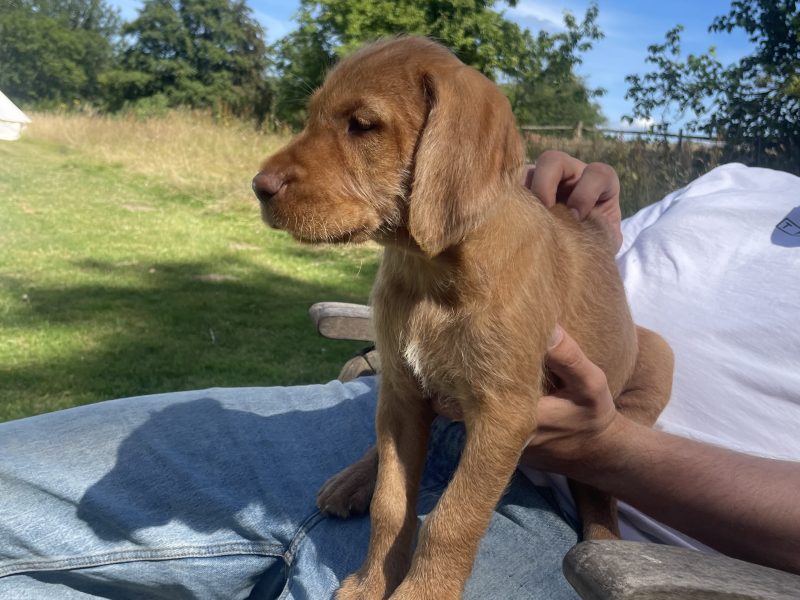 Stunning wire-hair vizsla x labrador puppy for sale
