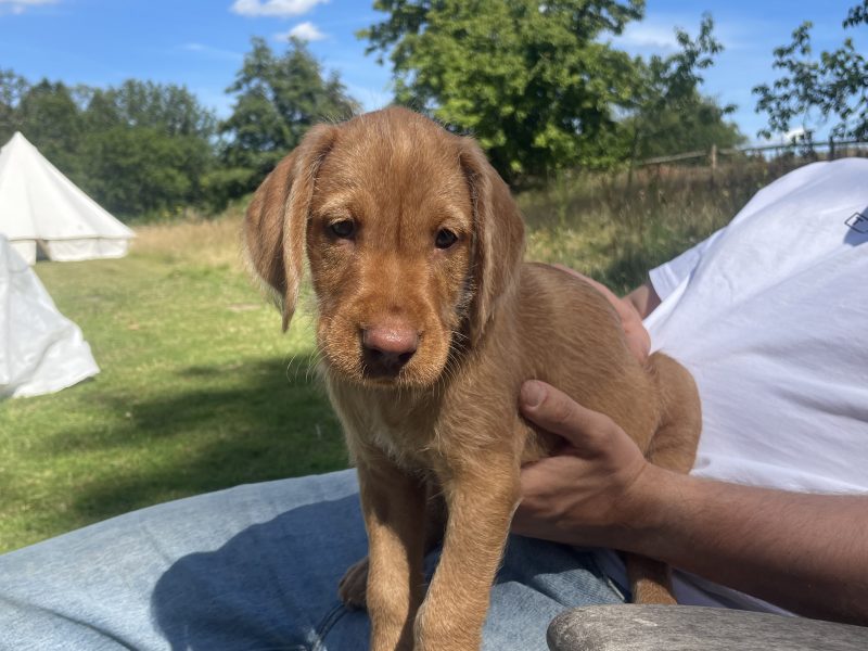 Stunning wire-hair vizsla x labrador puppy for sale