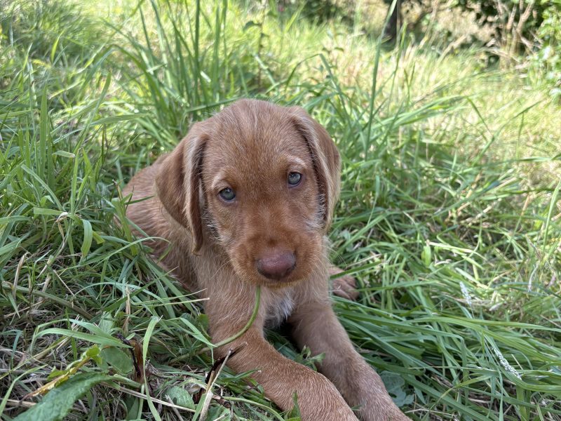 Stunning wire-hair vizsla x labrador puppy for sale