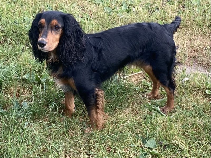 Beautiful registered cocker spaniels