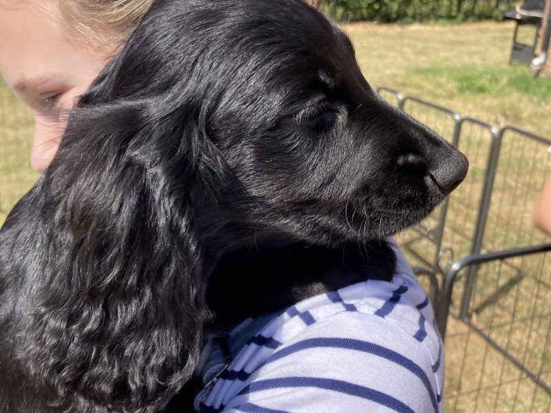 Beautiful registered cocker spaniels