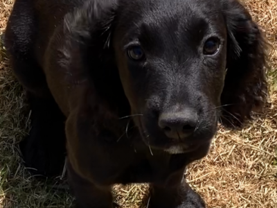 Beautiful registered cocker spaniels
