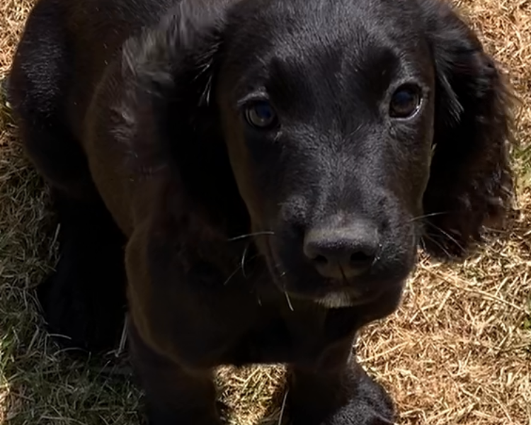 Beautiful registered cocker spaniels