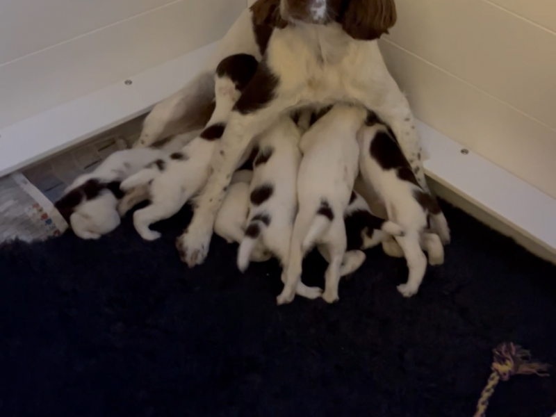 Exceptional English springer spaniel puppies