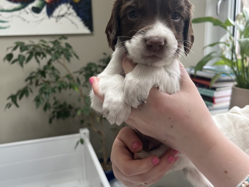 Exceptional English springer spaniel puppies