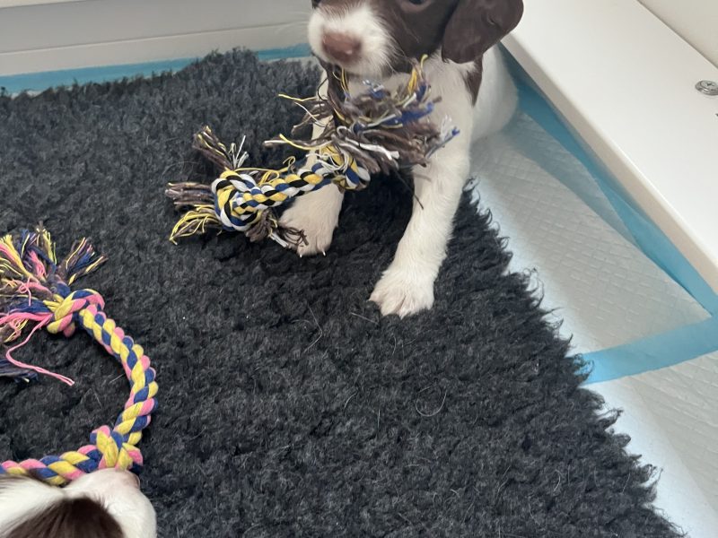 Exceptional English springer spaniel puppies