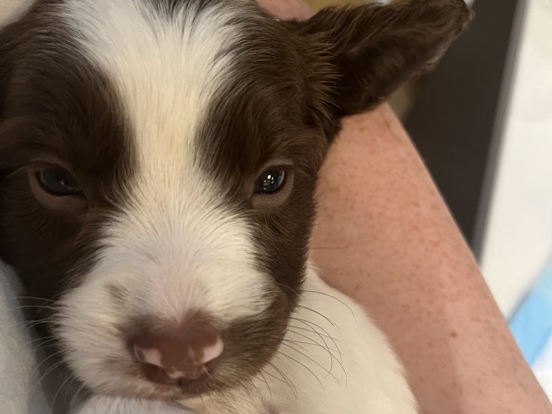 Exceptional English springer spaniel puppies