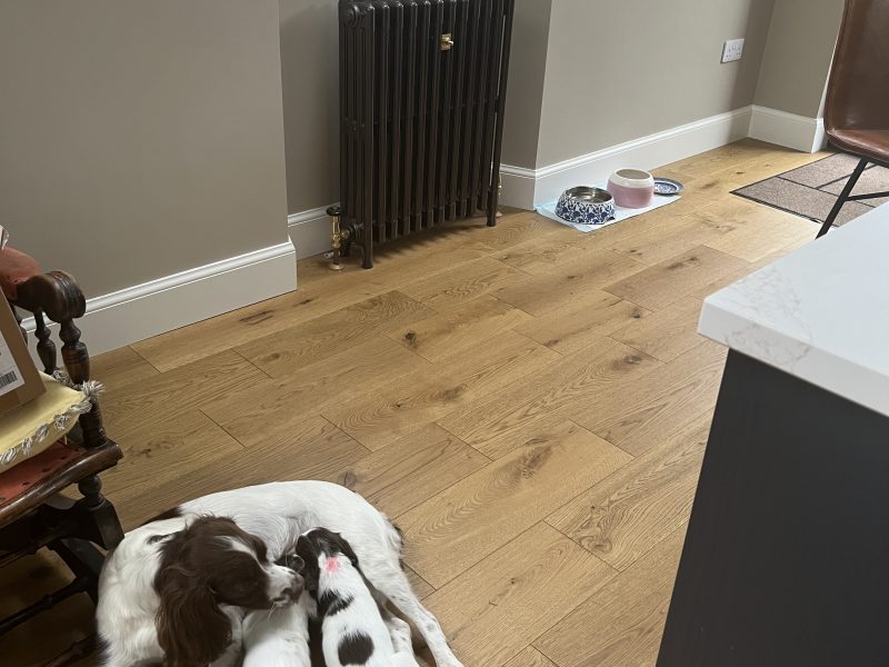 Exceptional English springer spaniel puppies