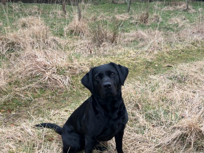 Black Labrador Puppies