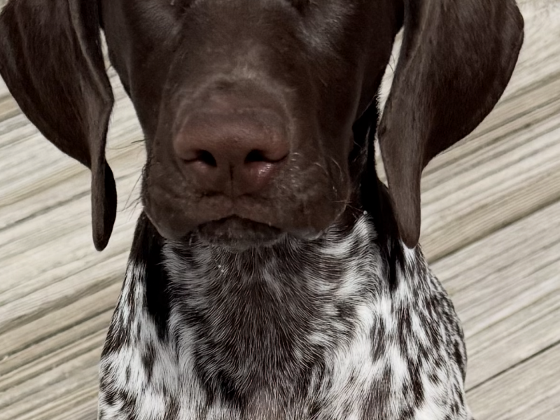 German short hair pointer