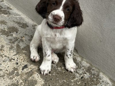 English Springer Spaniel puppies