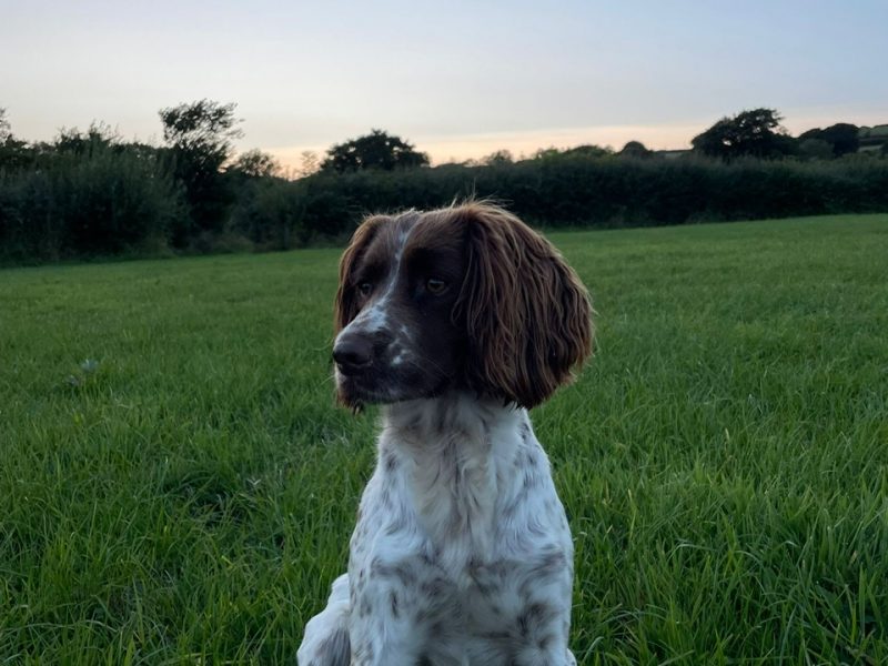 English Springer Spaniel puppies