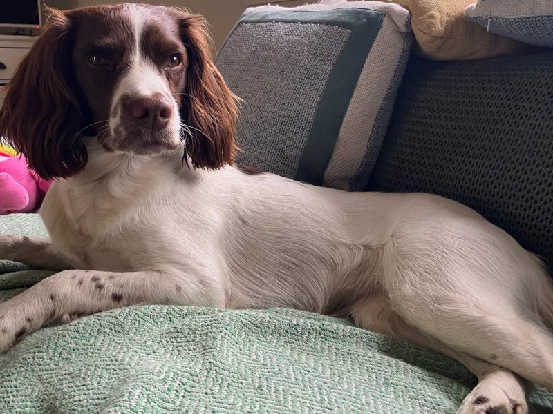 Exceptional English springer spaniel puppies