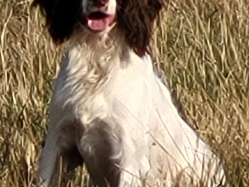 Exceptional English springer spaniel puppies