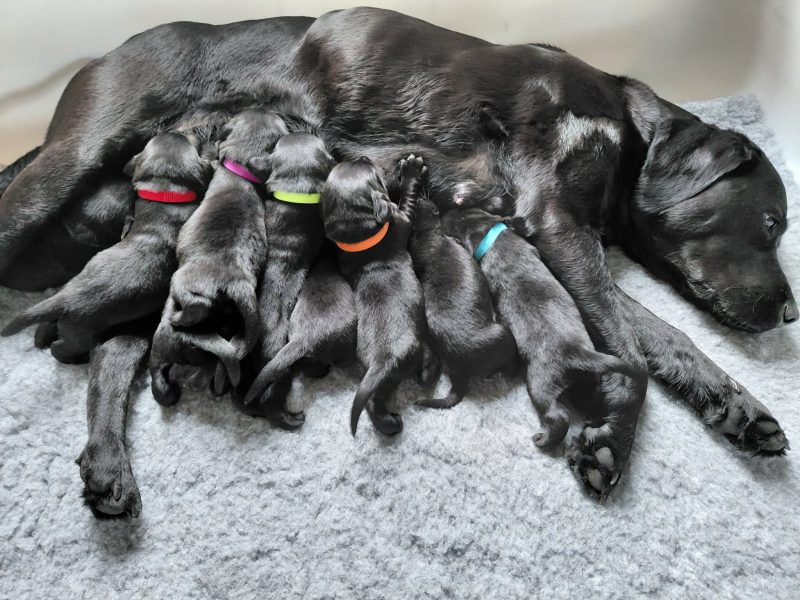 Black Labrador Puppies