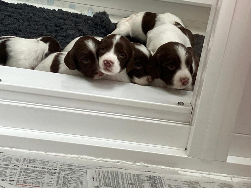 Exceptional English springer spaniel puppies