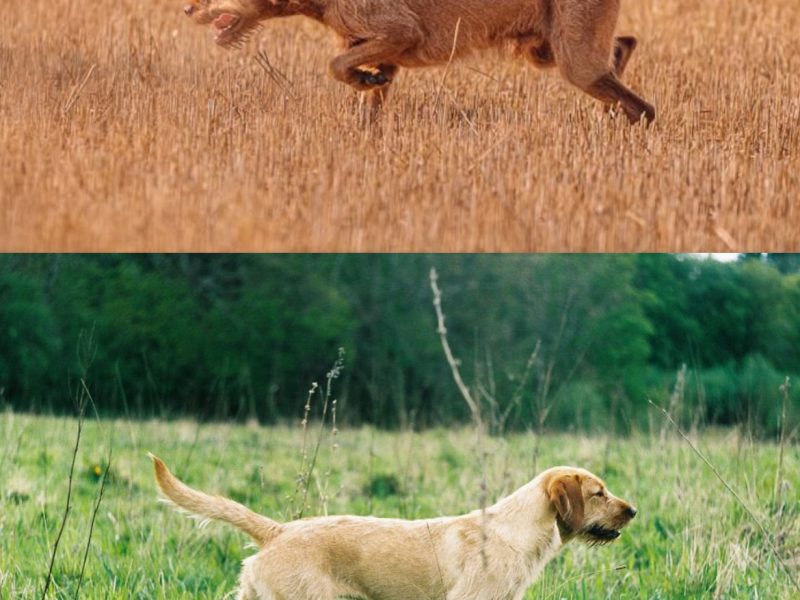 Stunning wire-hair vizsla x labrador puppy for sale