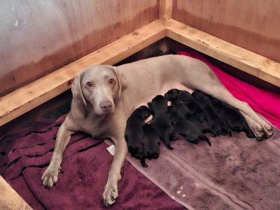 Beautiful Black Labrador Puppies