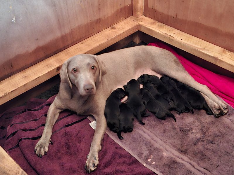 Beautiful Black Labrador Puppies