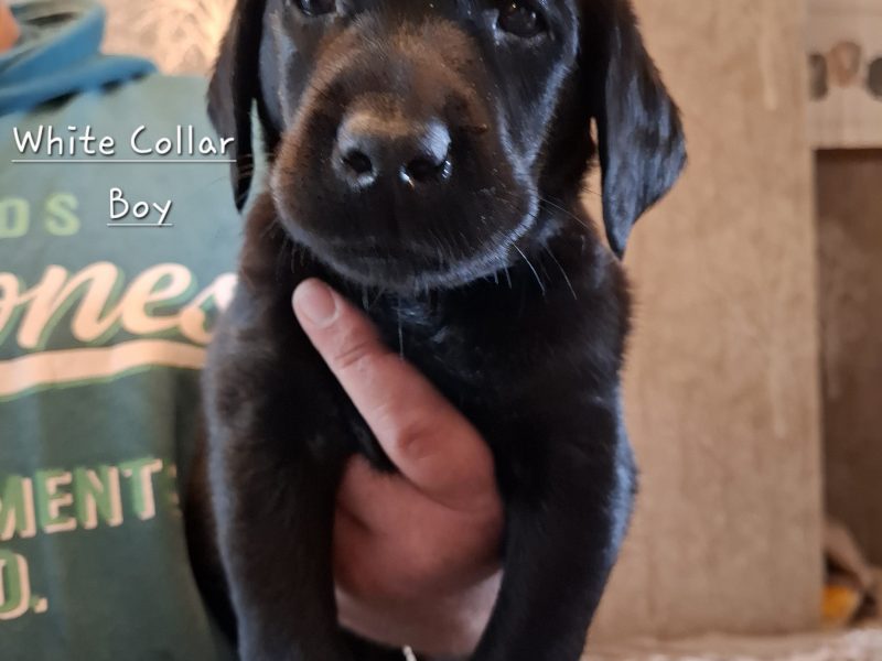 Beautiful Black Labrador Puppies