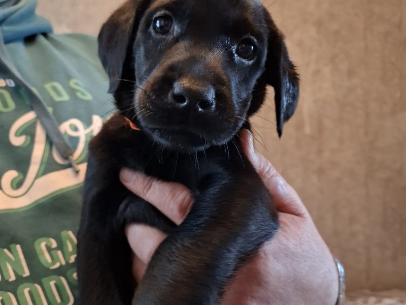 Beautiful Black Labrador Puppies