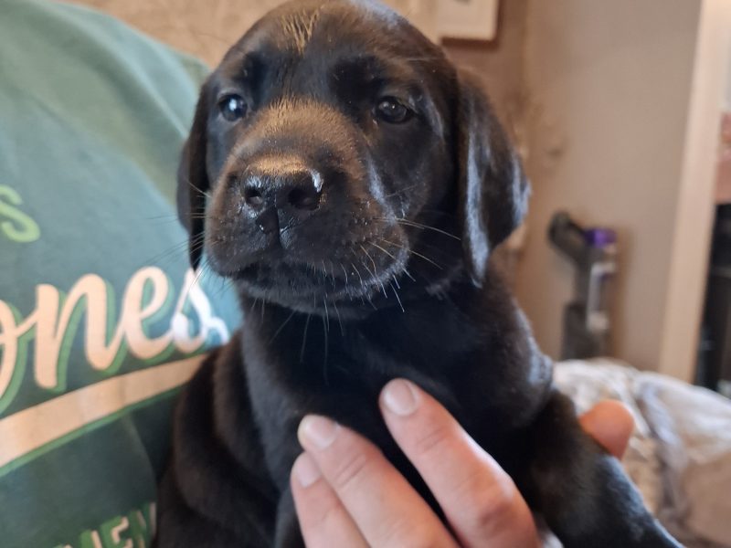 Beautiful Black Labrador Puppies
