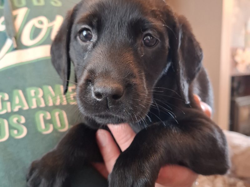 Beautiful Black Labrador Puppies