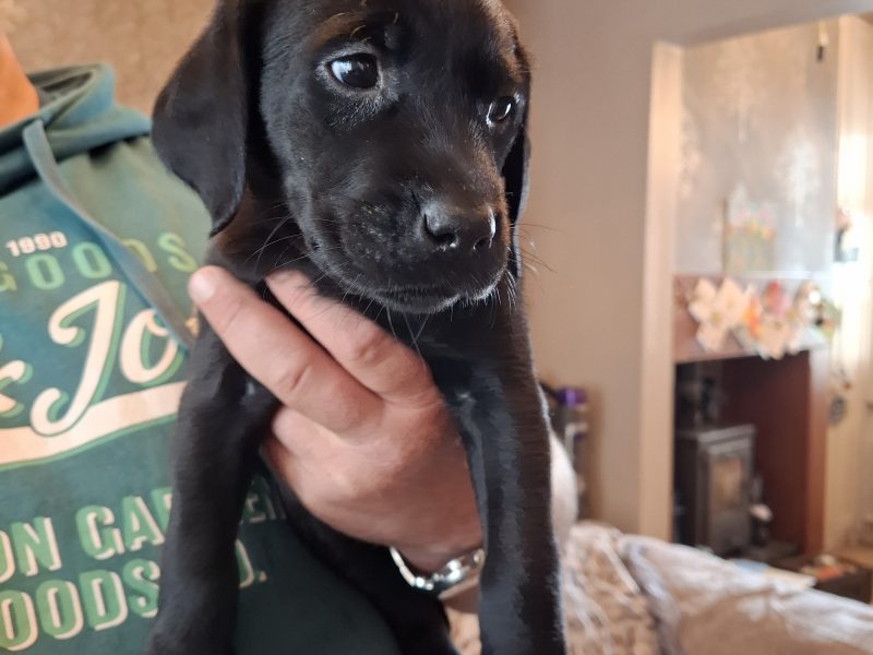 Beautiful Black Labrador Puppies